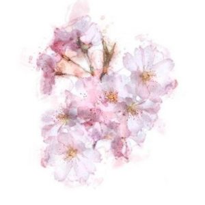 blossom card pink